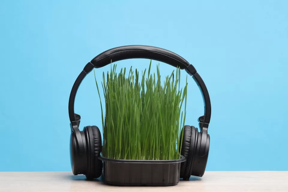 Set of black headphones attached to small tray of wheatgrass sitting on table against blue background.